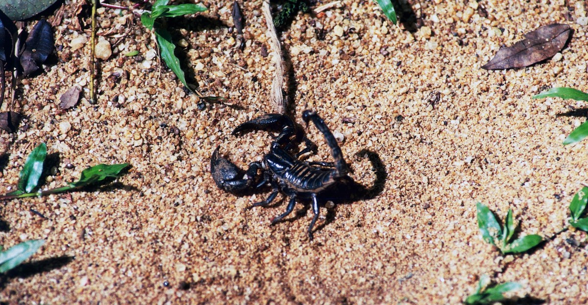 Sri Lanka Scorpion