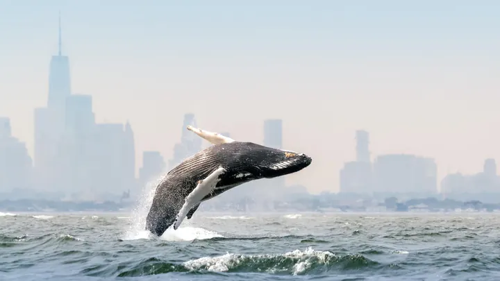 A humpback whale breaching with the NYC skyline in the background.